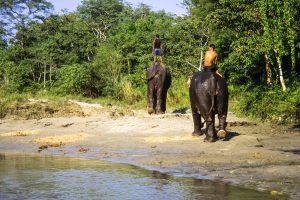 Elephants - Nepal Chitwan Nationalpark - Elefant & Mahout - Mario Kegel - photokDE