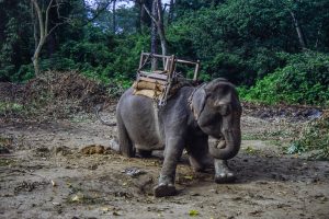 Elephants - Nepal Chitwan Nationalpark - Elefant - Mario Kegel - photokDE