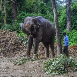 Elephants - Nepal Chitwan Nationalpark - Elefant & Mahout - Mario Kegel - photokDE