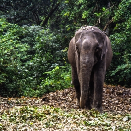 Elephants - Nepal Chitwan Nationalpark - Elefant - Mario Kegel - photokDE