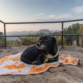 Sächsische Schweiz - Pavillon-Aussicht im Basteigebiet - Hund Andras - Mario Kegel - photok